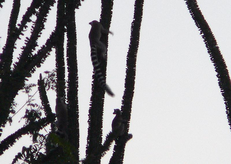 550 Lemurs on spiny trees